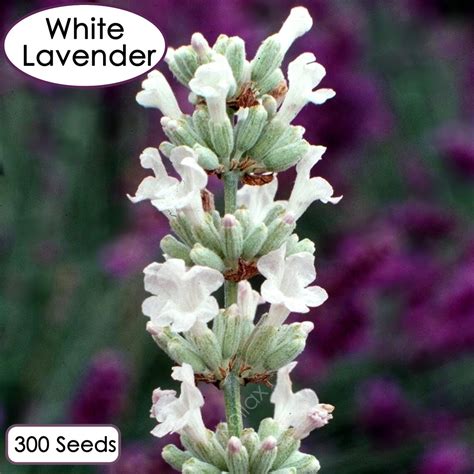 True White English Lavender 300 Seeds Lavandula Angustifolia Etsy