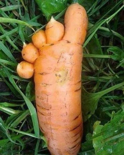 30 Pics That Will Make You Say Wtf Funny Vegetables Funny Fruit Weird Fruit