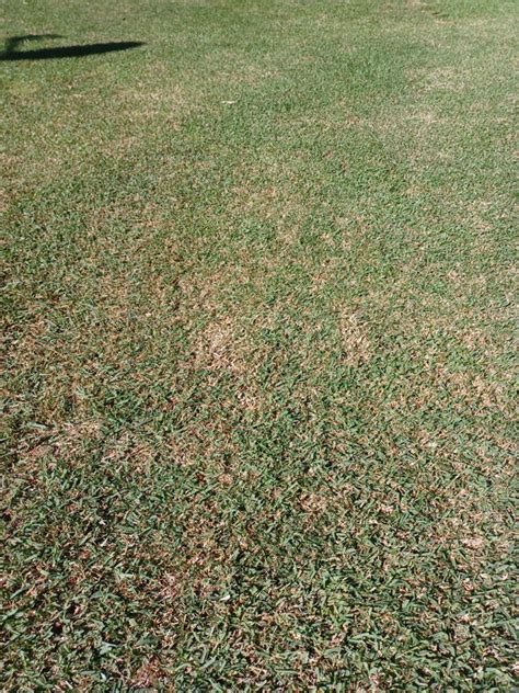 Zenith Zoysia Brown And Thin Lawn Care Forum