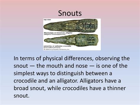 Ppt What Is The Difference Between Crocodiles And Alligators