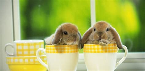 cute bunny hd wallpapers amazon ca appstore for android
