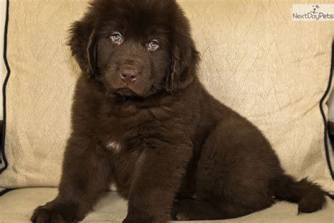 Akc health guarantee newfoundland puppies in ohio, raised with love to be the perfect family pet. Wyatt: Newfoundland puppy for sale near Youngstown, Ohio ...