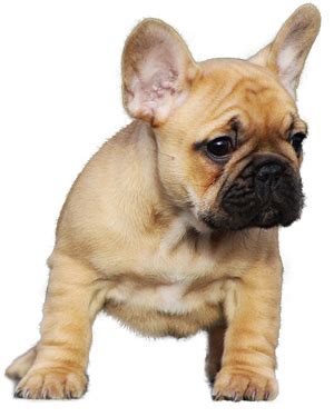 Each time the puppy goes in the right spot, he is being trained to relieve himself there. How To Crate and Potty Train a French Bulldog Puppy