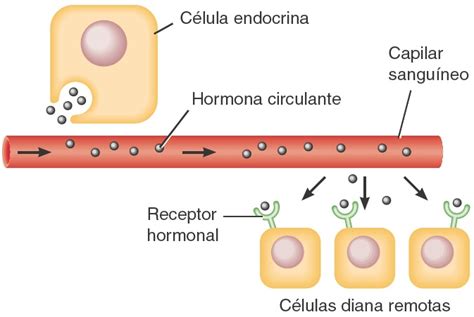 Sistema Endocrino Biopsicosalud