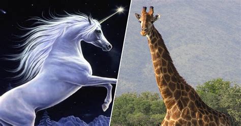 A Twitter Debate Over Giraffes And Unicorns And Animals