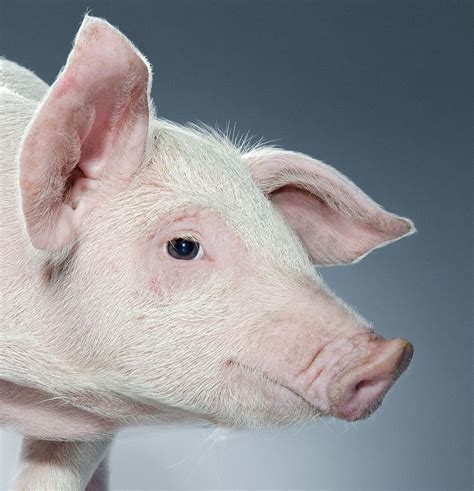 Animal Portraits Pig I By Julius Ise Via 500px Animals Pet