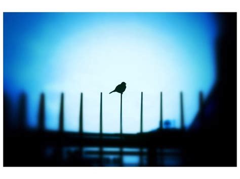 Blue Bird 青い鳥 紙 A3サイズ297×420mm 写真・グラフィック Typ 通販｜creemaクリーマ