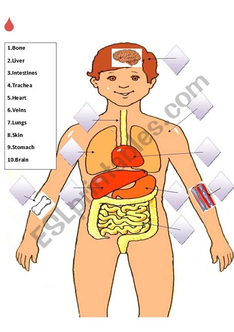 Match The Internal Organs Worksheet Healthy Blogs Worksheets Human Body
