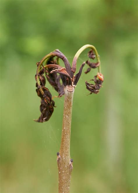 Ash Dieback Disease Photograph By Uk Crown Copyright Courtesy Of Fera