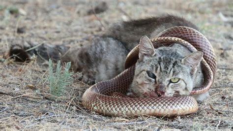 Study Confirms Death Of A Million Reptiles In A Day By Australian Feral