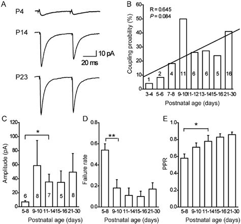 Development Of Gabaergic Synapses Between Fs Interneurons And Pns Fs →