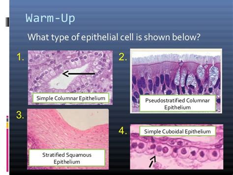 Anatomy And Physiology Lecture Notes Ch 4 Tissues Epithelium