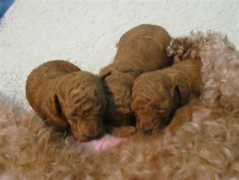 Their Here 3 Red Miniature Poodle Puppies Sweet Honey Poodles