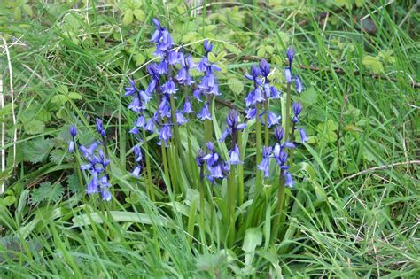 Bluebell Everyday Nature Trails