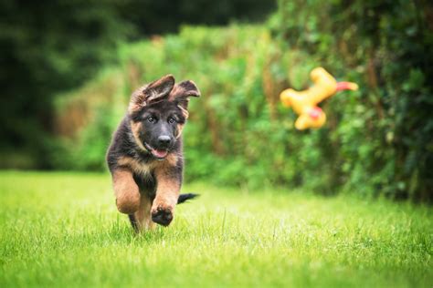 Ideally, they should be on food with lean protein and low fats to keep their slim physique. How to Feed Your German Shepherd Puppy - PetsBlogs
