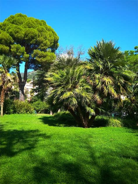 Beautiful Green Park With Palm Trees In Italy Stock Photo Image Of