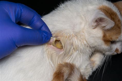 Large Wound On The Skin Of A Cat After Antibiotic Treatment