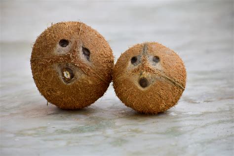 Coconut Shells Pixahive