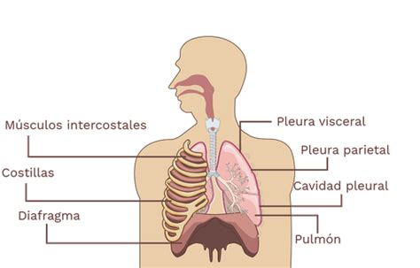 Top 129 Imagenes De La Estructura Del Sistema Respiratorio