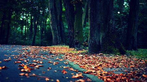 Leaves On The Road Wallpaper Photography Wallpapers 15435