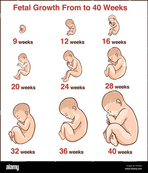 Stages Of Human Fetal Development Schematic Vector Image