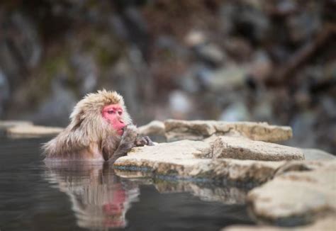 Ова се единствените мајмуни што се капат во топли извори за да го намалат стресот