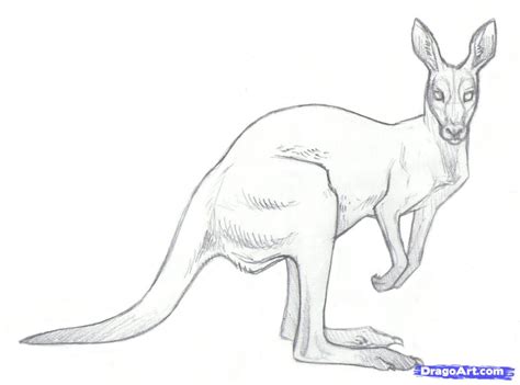 Erase extra lines and add a background. Kangaroo Sketch Drawing at GetDrawings | Free download