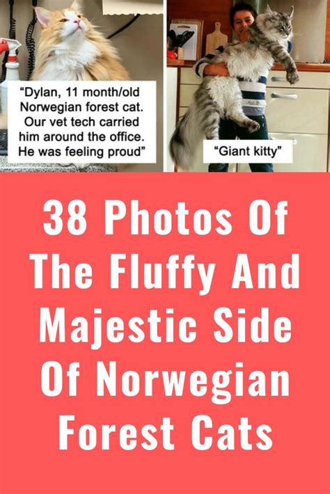 38 Photos Of The Fluffy And Majestic Side Of Norwegian Forest Cats In