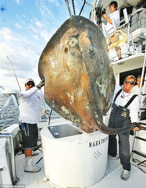A Mysterious Giant 14 Foot Deep Sea Skate Fish Is Caught Off Florida