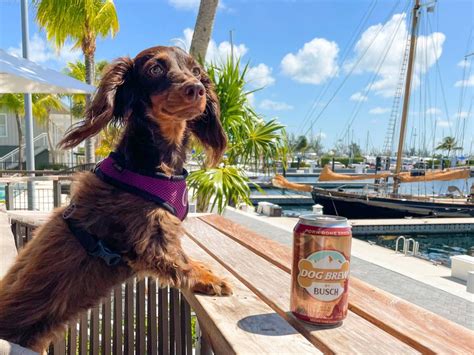 Yappy Hour At Sloppy Joes Dockside