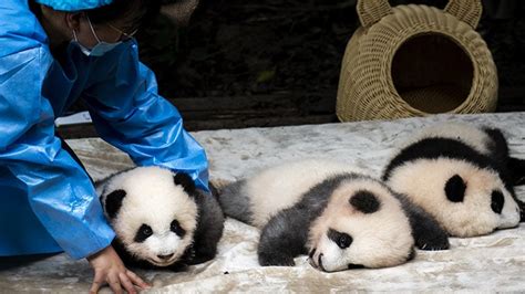 Chengdu Pandas Giant Panda Breeding And Research Centre