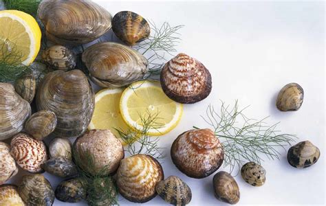 Clam Varieties Guide Every Type Of Clam You Can Buy Off
