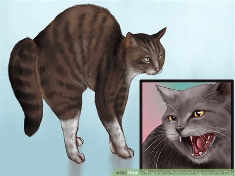 Fear based, territorial, unprovoked or just play. 3 Ways to Respond to Redirected Aggression in Cats - wikiHow
