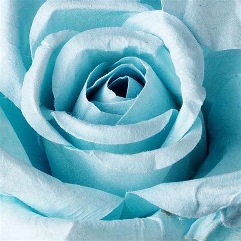 Pale Blue Rose Bloom Where Youre Planted Easy Garden Plants