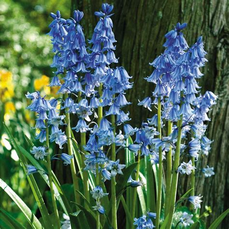 25 Bästa Blue Bell Flowers Idéerna På Pinterest Vackra Blommor