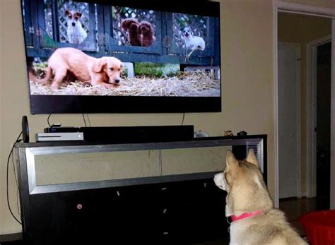 Why Do Some Dogs Watch Tv