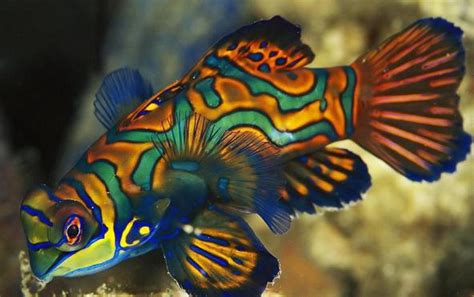 Marine Life Mandarin Fish