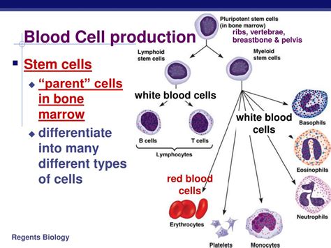 Ppt Circulatory System In Animals Powerpoint Presentation Id524035