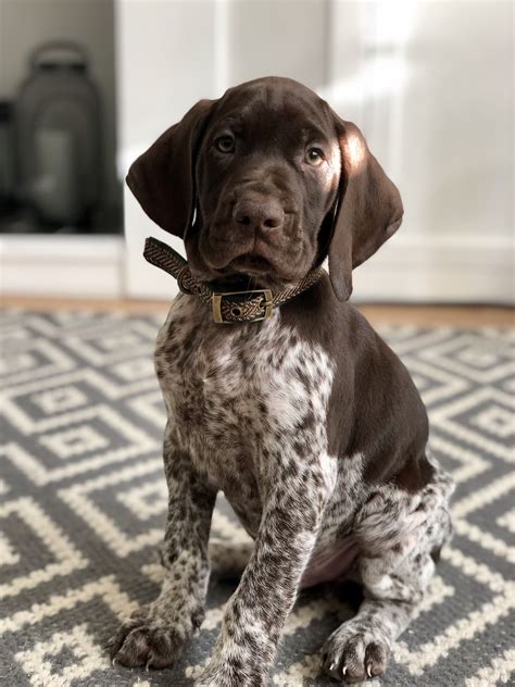 39 Male German Shorthaired Pointer Puppies For Sale Us