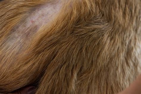 Brown Spots On Dog Skin What Canine Freckles Or Dark Spots Mean