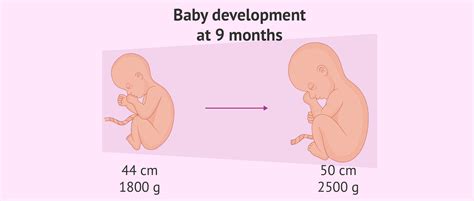 What To Expect In The Ninth Month Of Pregnancy Pregnancywalls