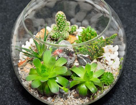 Which usually take up space the size of a hand, are preferred for decoration in many indoor and outdoor places because of easy to maintain it can easily maintain vitality in a pot that is a bit bigger than the old pot. Succulent Terrarium Instructions - Learn About Growing ...