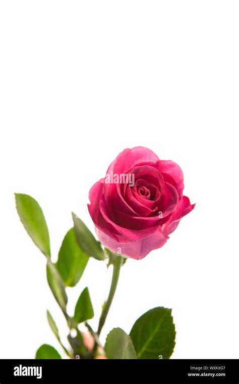 Pink Rose In Bloom With Stalk On White Background Stock Photo Alamy