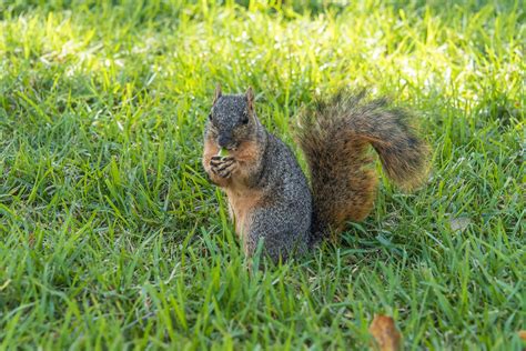 Hungry Squirrel September 27 2018 During My Work Lunch Flickr