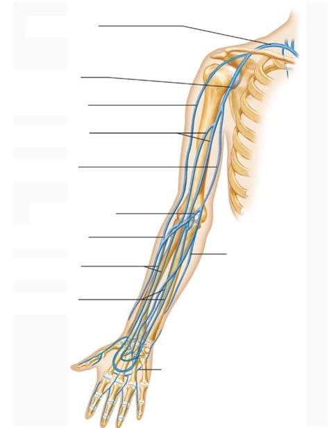 Arm Veins Diagram Diagram Quizlet