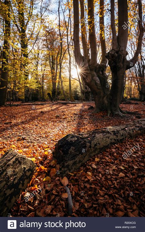 Epping Forest Autumn Hi Res Stock Photography And Images Alamy