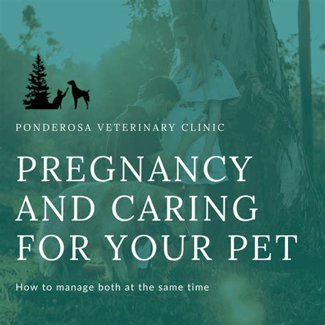 What To Expect When Youre Expecting Pet Edition Ponderosa Vet Clinic