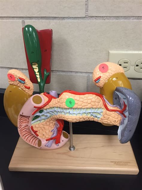 Endocrine Anatomy Model 4 Pancreas 5 Adrenals Digestive