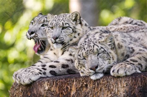 Big Cats Snow Leopards Three 3 Sleep Animals Leopard Wallpapers