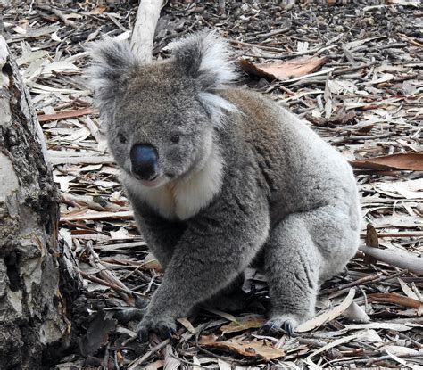 Kangaroo Island Hanson Bay Wildlife Sanctuary Koala 5 Flickr